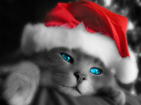 cat_blue_eyes.jpg